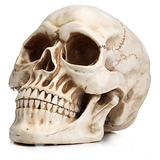 Tamaño Real Modelo De Cráneo Humano 1:1 Réplica Real...