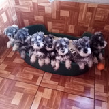  Schnauzer Miniatura Para Navidad