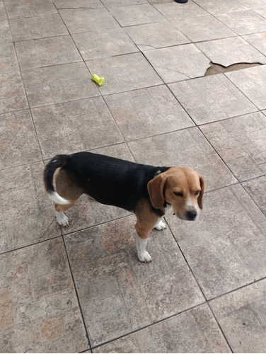 Beagle Macho Alto Padrão Puro Com Três Anos De Idade 