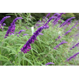 Salvia Leucantha Combo X5 Plantas En Envase De 3 Litros 