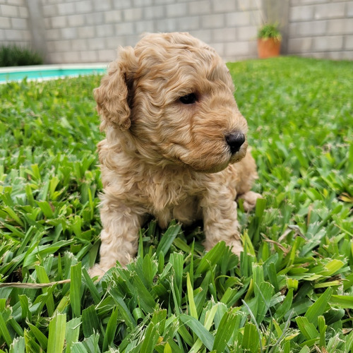 Cachorro Caniche Mini Toy