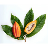 Árbol De Cacao Criollo + Regalo
