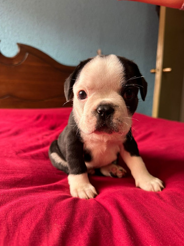 Cachorros Bulldog Francés