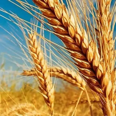1 Kg De Semillas De Trigo Para Cultivar | Envío gratis