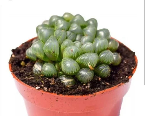 Haworthia Cooperi Suculenta De Colección Con Maceta Barro 10