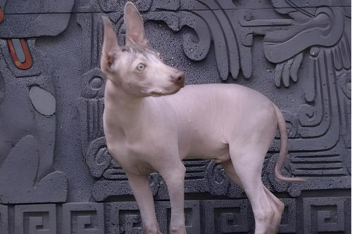 Xoloitzcuintles