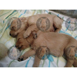 Cachorros 100% Puros Criadero Golden Retriever Argentina !