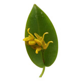 Micro Orquídea Acianthera Luteola