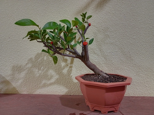 Pre Bonsai Limon