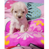 Poodle Toy Machitos 