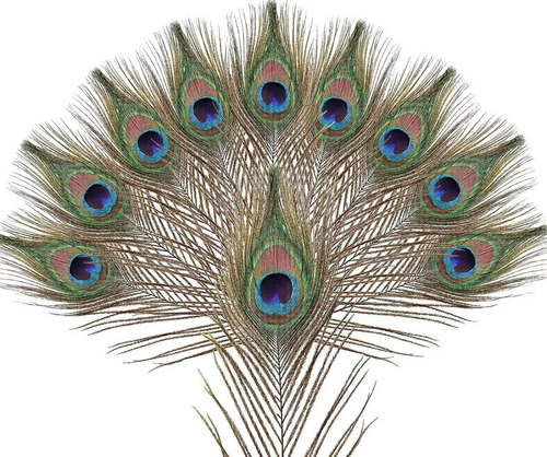 Plumas De Pavo Real De Ojos Grandes 10 Piezas Decoración