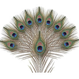 Plumas De Pavo Real De Ojos Grandes 10 Piezas Decoración