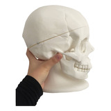  Cráneo Anatómico 3d, Sin Stand Anatomía