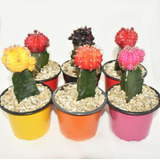 Cactus Coreano Injerto Matera P9 X 6 Unidades