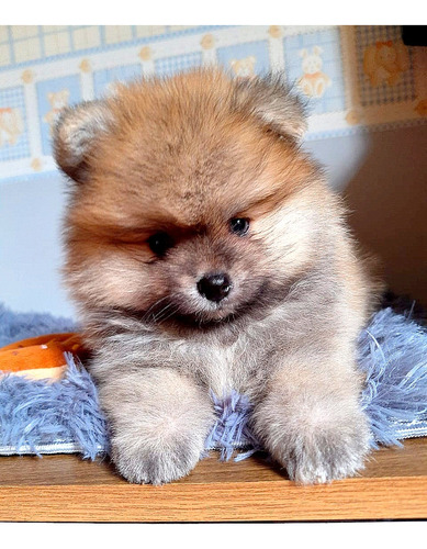 Filhote Lulu Da Pomerânia Macho