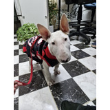 Bull Terrier Cachorra