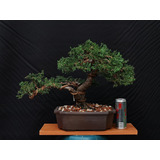 Bonsai Junipero San Jose Maceta Ceramica Alta Temperatura