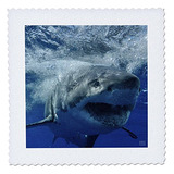 Colcha Cuadrada 3drose Qs_10587_1 Con Forma De Tiburón Blanc
