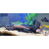  Acuario Completo 57 L+ Accesorios + 15 Peces + Alimento