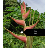 Heliconia Hot Pink 
