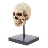 Resina Tamaño Real 1:1 Réplica Realista Cráneo Humano