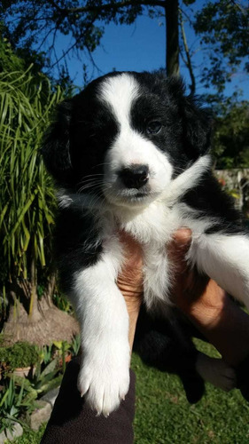 Cachorros Border Collie!!-