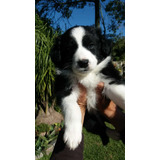 Cachorros Border Collie!!-