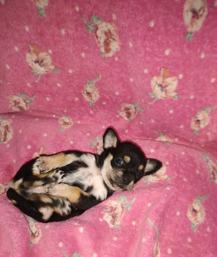 Chihuahua Miniatura Macho Y Hembra 