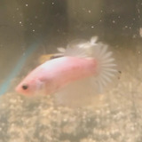 Betta Macho Hmpk -  Pez Tropical A2