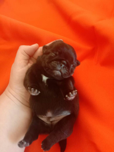 Noble Pug Hembra Criadero Saint Daniel 2