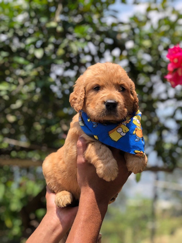 Cachorro Golden Pura Raza Bogotá Animal Pets Colombia 