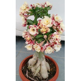  Adenium Rosa Del Desierto Ruiseñor