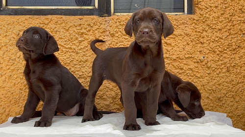Increíbles Cachorros Labrador, Color Chocolate!!
