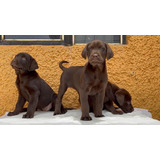 Increíbles Cachorros Labrador, Color Chocolate!!