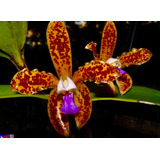 Cattleya Guttata Chocolate Pintada