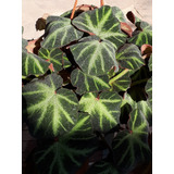 Begonia Brasilera Colgante. (piel De Sapo)