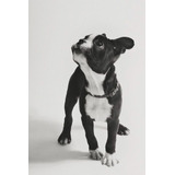 Perros Boston Terrier Con Registro Cachorros Puppy Pet Can