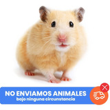 Hamster Sirio Teddy Bear Pequeño Roedor Común 