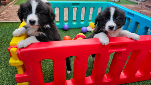 Cachorros Border Collie Con Pedigree Ultimo!