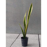 Planta Espada San Jorge Sansevieria Purifica Aire De Toxinas