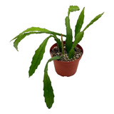 Epiphyllum - Cactus De Orquídea, 4 Pulgadas, Diso  Ack...