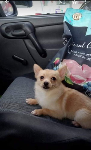 Hermosa Chihuahua Mini De 2 Años En Puebla