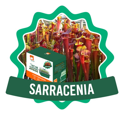 Kit De Cultivo Plantas Carnívoras: Sarracenias Variedades
