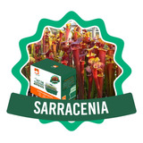 Kit De Cultivo Plantas Carnívoras: Sarracenias Variedades