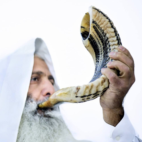 Bocina Kosher Ram Shofar De Israel De 12 A 14 Pulgadas, Trad