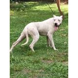 Cachorros Dogo Argentino F.c.a