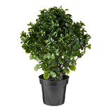 Peperomia Indoor/outdoor Uv Resistant Plant, Green, 28 