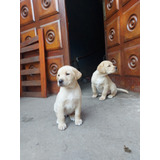 Hermoso Cachorros Labrador 