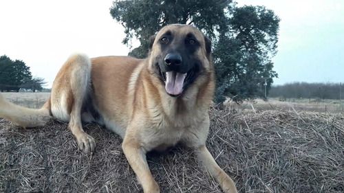 Ovejero Belga Malinois