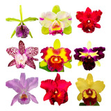 Muda Orquidea Cattleya Lindas Varias Cores Promoção